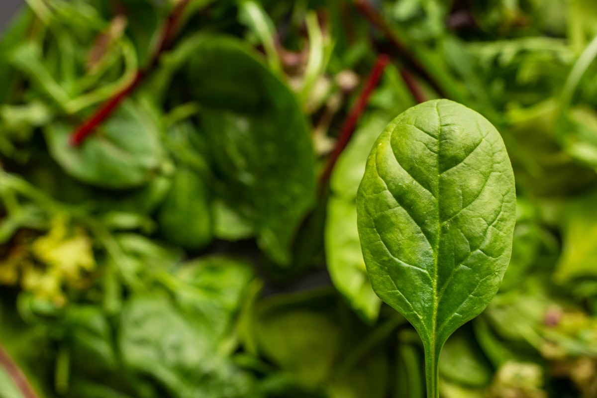 Insalata verde ricca di nutrienti e fibre