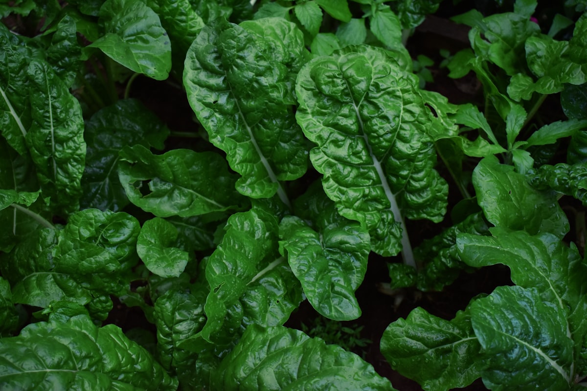 Pomodori rossi
